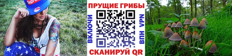 Псилоцибиновые грибы Cubensis  Купить закладки  Волчанск 